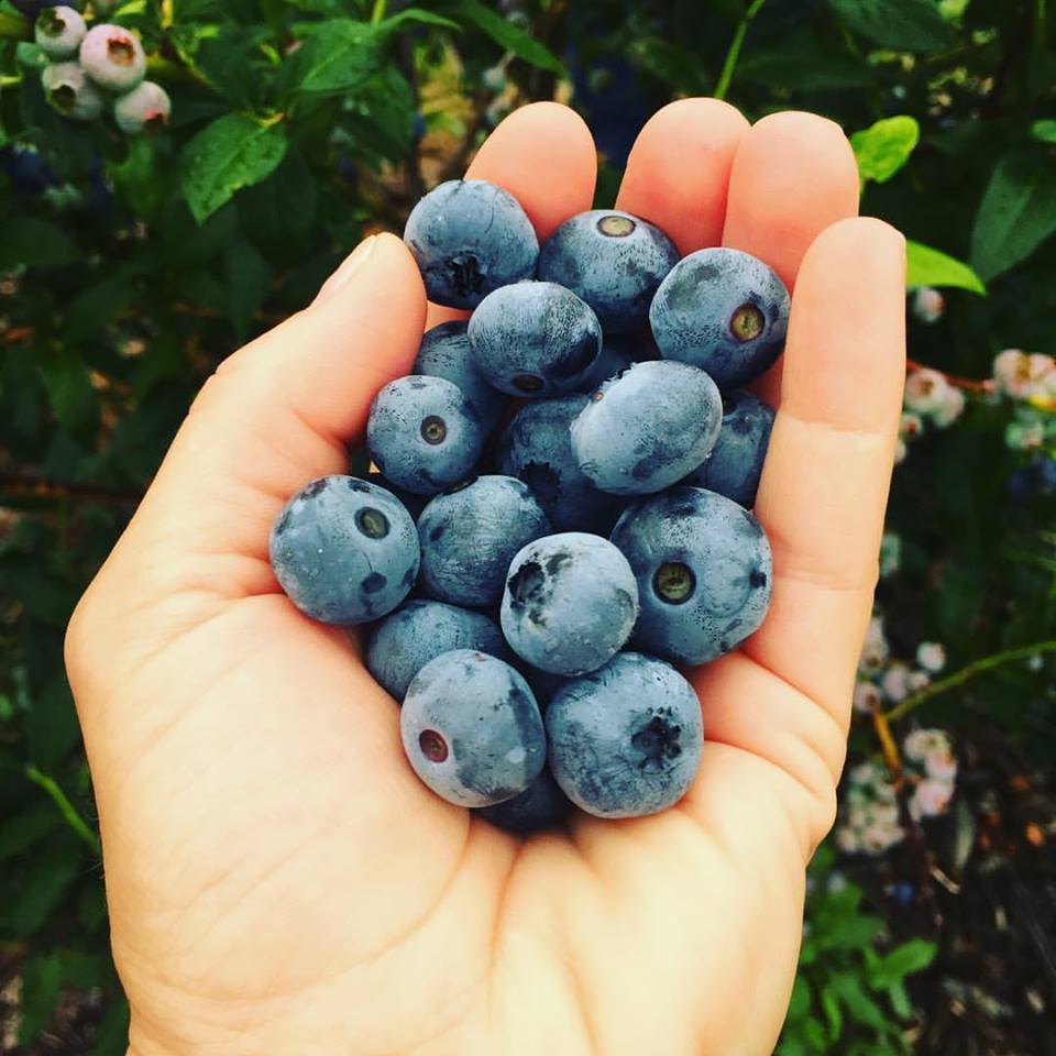 Fresh Blueberries U-Pick Wisconsin - Blueberry Ridge Farm