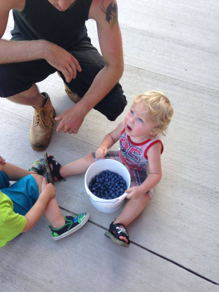 family blueberry picking in WI