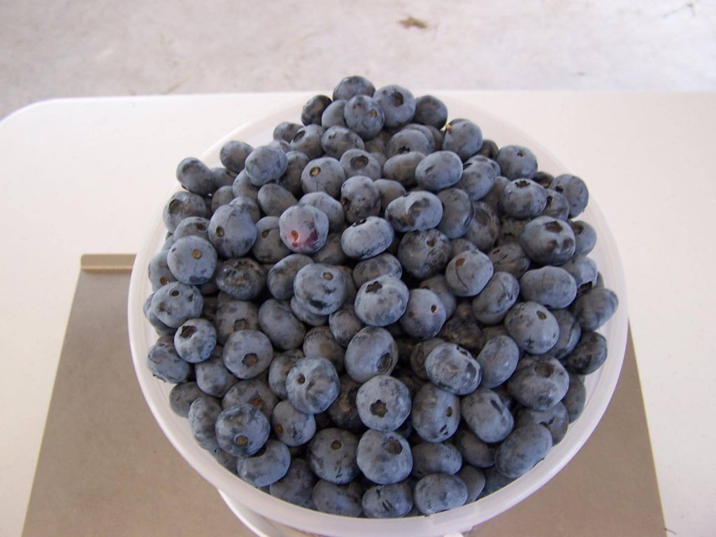 Blueberry Ridge Orchard Farmer's Market Blueberry Ridge
